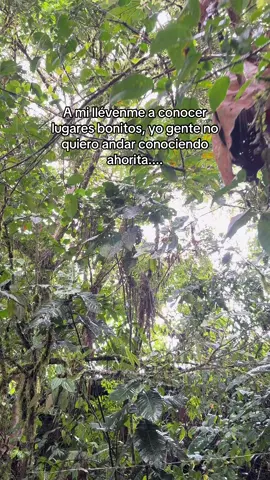 #disfrutandodelavida😊😎🍍 #viajerosdecorazon❤️✨ #orgullosoecuatoriano🇪🇨 #recorriendorutasecuatorianas🇪🇨 #amazoniaecuador🇪🇨🇪🇨🐆🐍🌈🌈🦁🐗 