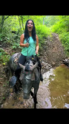 #jessielaneky #rackinghorse🐎 #foryourpagetiktok #ky 