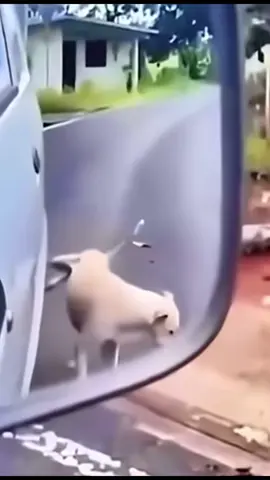 Perrito orinando y no lo dejo orinar mi carro #lmao #risas #broma #humor #foryou 
