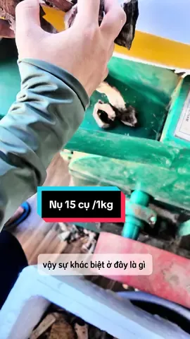 Mẻ nụ 15 cụ được mình làm ra ntn ? 😛#tramhuong #tramhuongtunhien #nhangtramhuong #xongtramhuong 