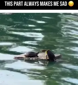 🤣🤣💯👌haha #perfect #Titanic #turtles #reptiles #roseandjack 