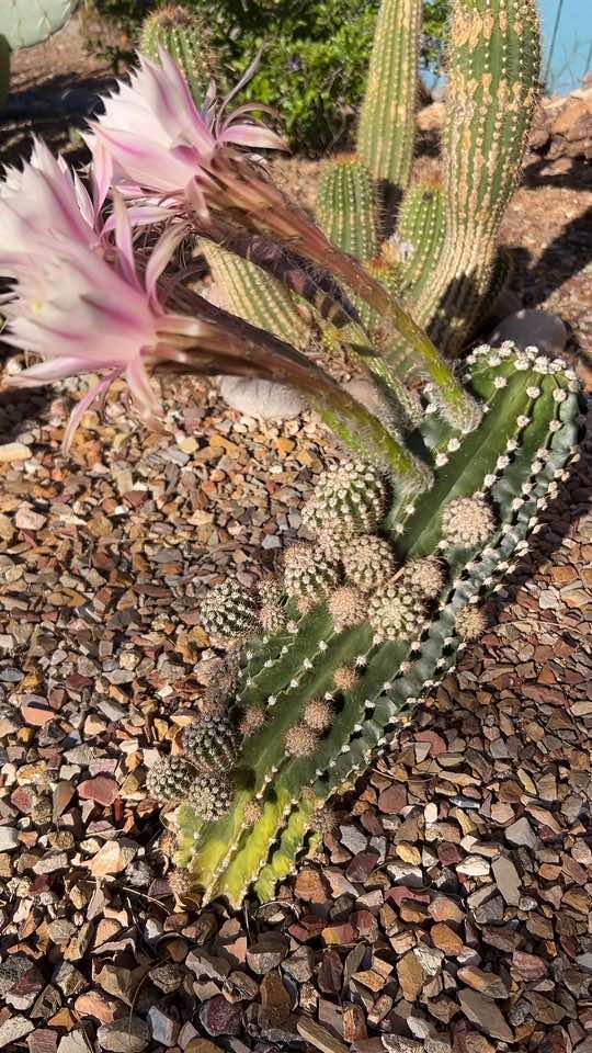#fyp #goddessenergy #7cannabliss #desertlife 
