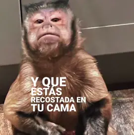 #monos #monitos #juniorh #mientrasduermes #fyp 