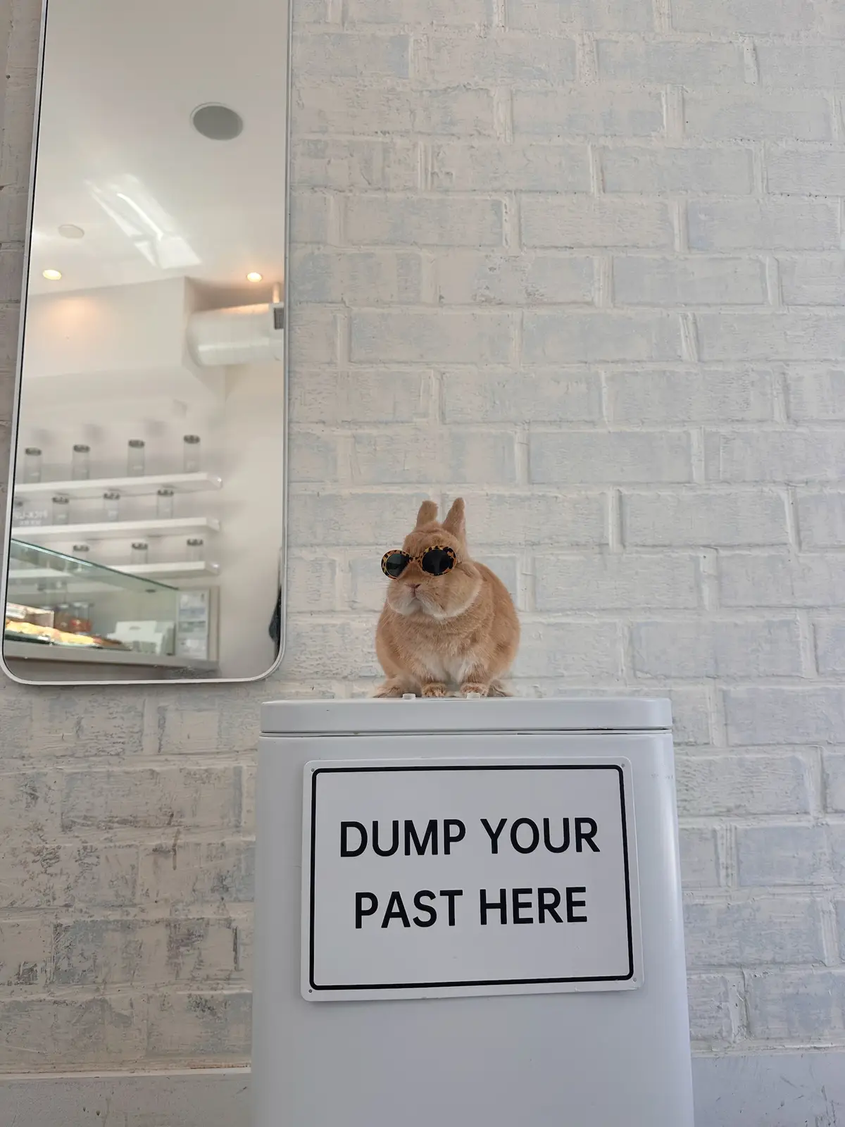 Dump your past here 😎 #bunny#brand #fashionista #rabbitsofinstagram #netherlanddwarfbunny                   