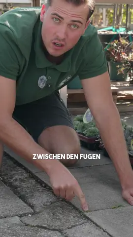 🌿 Kein Bock auf Unkraut zwischen den Fugen? Dann pflanz dir lieber was, das schön aussieht, Insekten 🐝 happy macht und das Unkraut ganz nebenbei verdrängt.  ➡️Hier kommen 5 Bodendecker, die dein Pflaster in einen Mini-Biotop verwandeln – winterhart, pflegeleicht und einfach hübsch.💚 ⸻ 	1.	Sternmoos (Sagina subulata) /Heimisch ⭐ 	•	Wuchshöhe: 2–5 cm 	•	Winterhart: ❄️ Ja, sehr robust 	•	Standort: Sonne bis Halbschatten 	•	Bienenfreundlich: 🐝 Kleine weiße Blüten bringen Besuch 	•	Besonderheit: Bildet dichte, samtige Polster – wie ein grüner Teppich. 	2.	ISOTOMA (Isotoma fluviatilis, Blauer Bubikopf) 💙 	•	Wuchshöhe: 3–5 cm 	•	Winterhart: ja  	•	Standort: Sonne bis Halbschatten 	•	Bienenfreundlich: 🐝 Zarte blaue Blüten, bei Insekten beliebt 	•	Besonderheit: Blüht über viele Wochen hinweg – zarter Blütenteppich. 	3.	Teppichthymian (Thymus serpyllum) 🌸 -> Sorte einer heimischen Art 	•	Wuchshöhe: 3–8 cm 	•	Winterhart: 💪 Bis –20 °C 	•	Standort: Sonnig & trocken 	•	Bienenfreundlich: 🐝💜 Duftende Blüten – Bienenmagnet 	•	Besonderheit: Verströmt bei Sonne einen intensiven Kräuterduft. 	4.	Der Heimische Feldthymian (Thymus pulegioides) 🌼 	•	Wuchshöhe: 5–15 cm 	•	Winterhart: 💪 Bis –25 °C 	•	Standort: Sonnig, trocken bis mäßig trocken 	•	Bienenfreundlich: 🐝💜 Duft & Blüten = Insektenliebe pur 	•	Besonderheit: Blüht oft zweimal pro Saison – ein Fest für Bienen. 	5.	Hauswurz (Sempervivum spp.) 🌵 	•	Wuchshöhe: 5–10 cm (Rosetten), Blütenstiele bis 20 cm 	•	Winterhart: ❄️ Bis –30 °C 	•	Standort: Sonnig, extrem trockenheitsverträglich 	•	Bienenfreundlich: 🐝 Ja, Blüten locken Bestäuber an 	•	Besonderheit: Speichert Wasser in den Blättern – überlebt selbst Wüstenfeeling. ⸻ ✨ Fazit: Bodendecker sind nicht nur schön, sie kühlen den Boden, speichern Feuchtigkeit und sind deutlich 🌍 ökologischer als ständiges Unkrautjäten. Win-win für dich und die Natur. 🌱💚 #garteninspo #gartenglück #pflanzen #LifeHack #bodendecker         