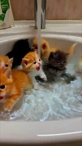 المياو احتل تطبيق أصيل لرعاية الحيوانات الأليفة! 😾💪📲 Kittens turning down for Bugatti in Aseel home care center with kittens raining in the toilet #cattok #kittens #viralvideo #ميو #جيش_المياو 