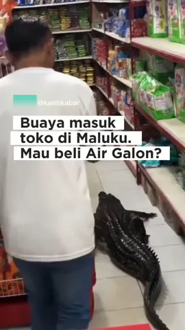 Real, buaya darat masuk ke toko mau beli air galon? kejadian ini berada di maluku pada hari minggun kemarin (17/08). bagaimana pendapatmu sobat kasihkabar ? #kasihkabar #maluku