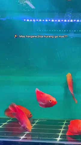 Harga?boleh di adu sama yg lain manies 🫰🏻#fyppppppppppppppppppppppp #ikanpredator #aquarium 