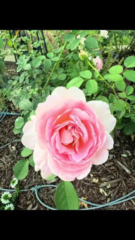 Lover’s Blush en todo su esplendor ✨ #heirloomroses #loversblush #rose #rosas #rosa #mijardin #jardineria #decolorderosa 