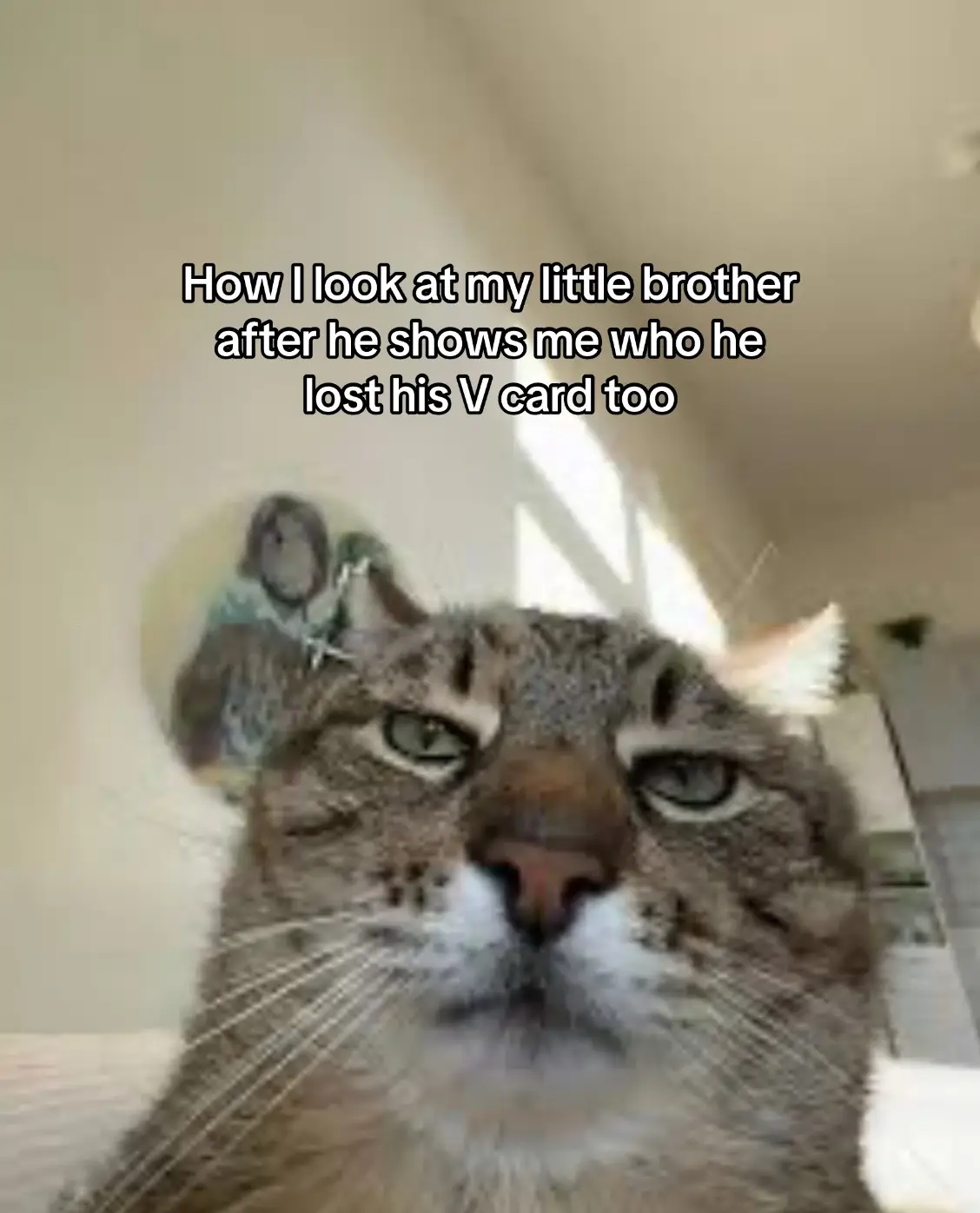 #fyp #fyppage #catsoftiktokf #cat 