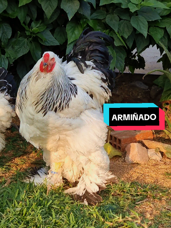 Buenas noches!#brahma #crianza #fvp #rex #gallinas 