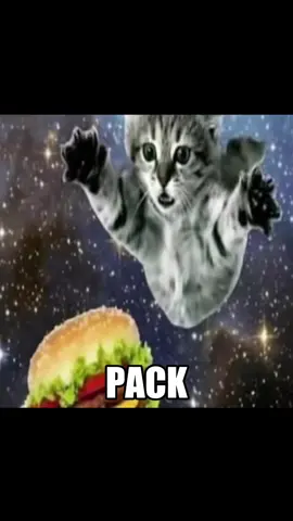 BETTER PACK YOUR SUITCASE 🗣️🗣️ #catedit #catcore #catsoftiktok 