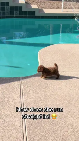 #puppy #teacuppoodle #minipoodle #poodle #pool 
