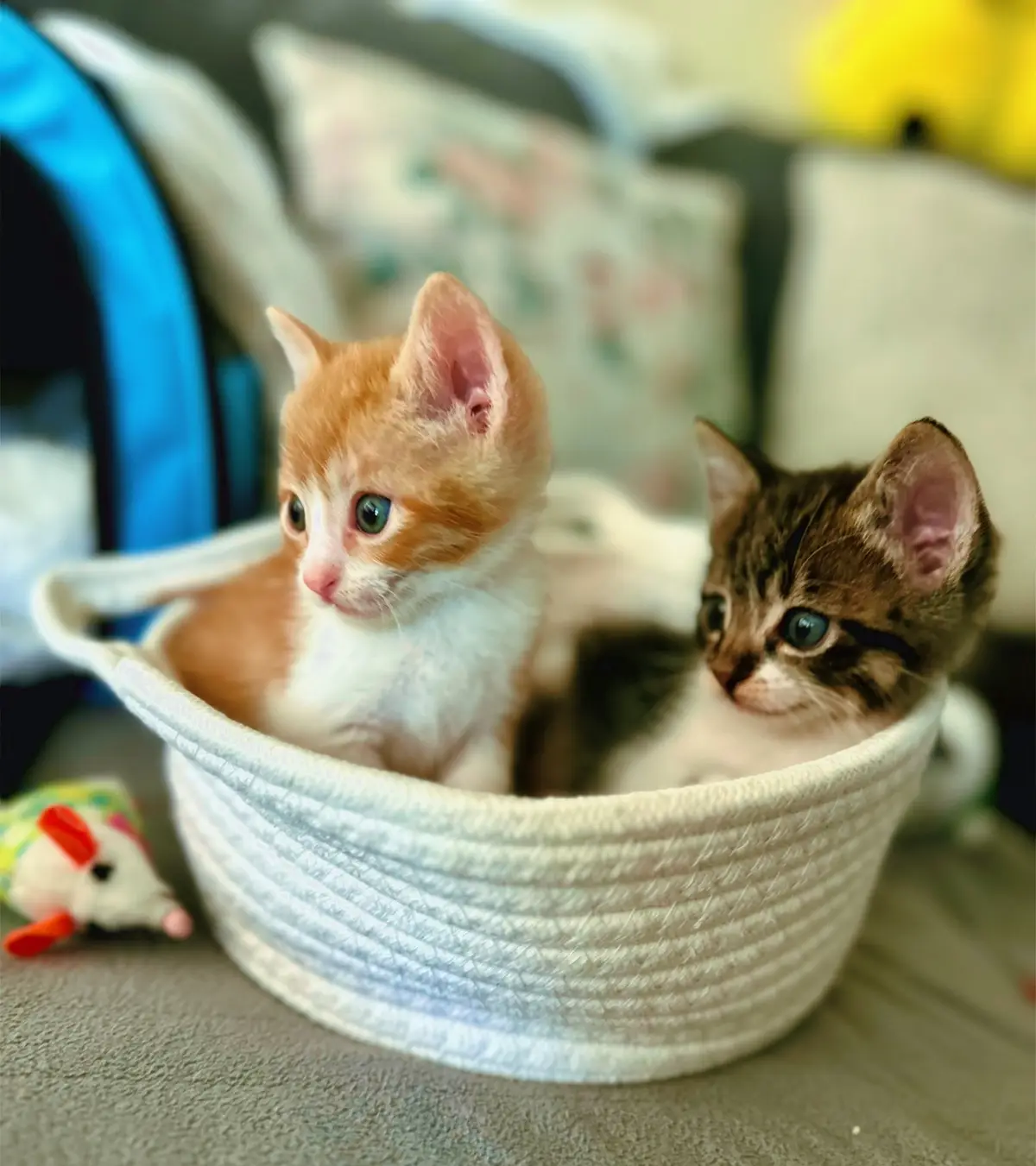 When they were born their #eyes were #blue 🥹 Now they’re not🥲 My #babies getting so #big  #loveyou #furbabies #kittensoftiktok #fyp #cute #catsoftiktok #Love @CaliCruz 