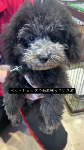 Happy Birth Day dear my son! #誕生日 #トイプードル #生まれてきてくれてありがとう #一才 #記念日 