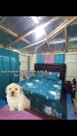 cuando no tienes datos #memes #perritos #fyp #hilosconcheems #historias 