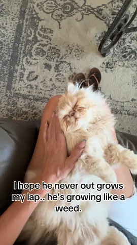 The quiet times are my favorite. #cats #spoiledkitty #kitten #persiancat #kittensoftiktok 