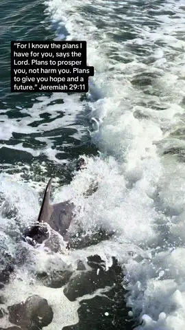 #beach #jesus #verseoftheday #dolphins 