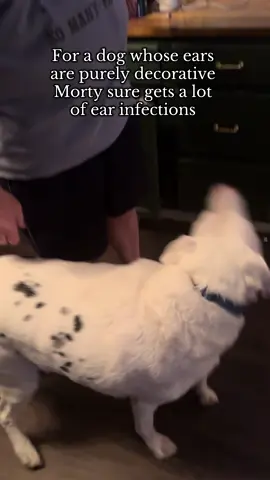 He’s our ear infection king #blinddogsoftiktok #deafdogsoftiktok #morty #fyp #puppy 
