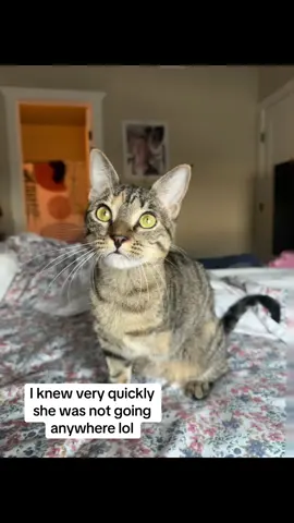 Replying to @haileyreghan Joey’s turn 😭😭 my other angel girl #fosterfail #PetsOfTikTok #threeleggedcat #animalsoftiktok #adoptdontshop  