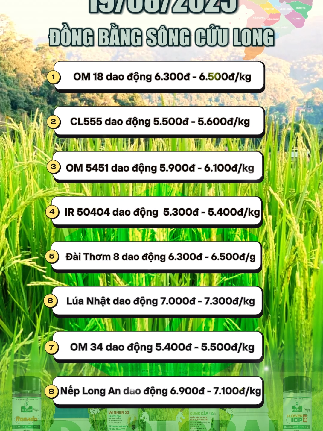 Giá lúa gạo mới nhất hôm nay ngày 19/08/2025 tại các tỉnh khu vực DDBSCL!#idaglobal #gialua #giagao #dongthap #angiang #haugiang #luagao #dbscl #gialuahomnay #gialuagao