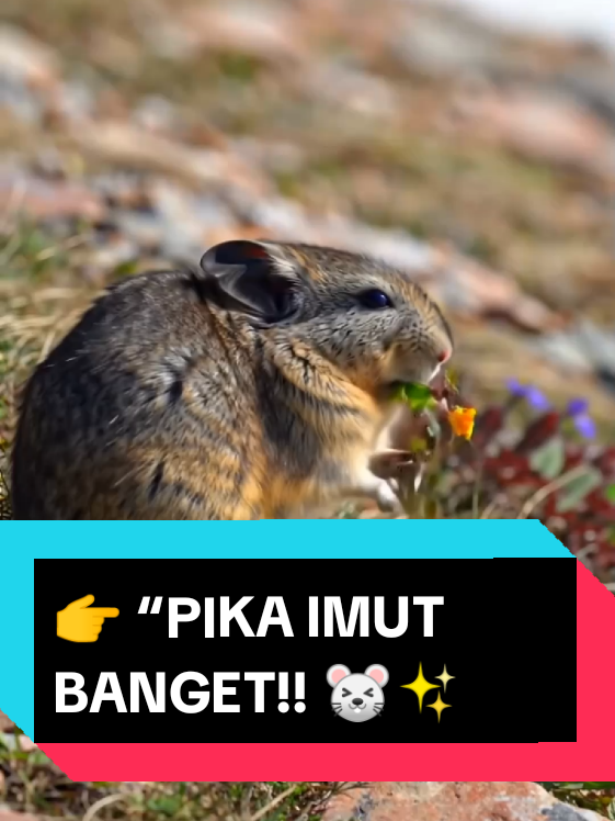 “Kenalan Sama Hewan Paling Imut di Pegunungan! 🐭❄️ | Pika Lucu Banget”.  #Pika #HewanLucu #HewanLangka #Wildlife #CuteAnimals 