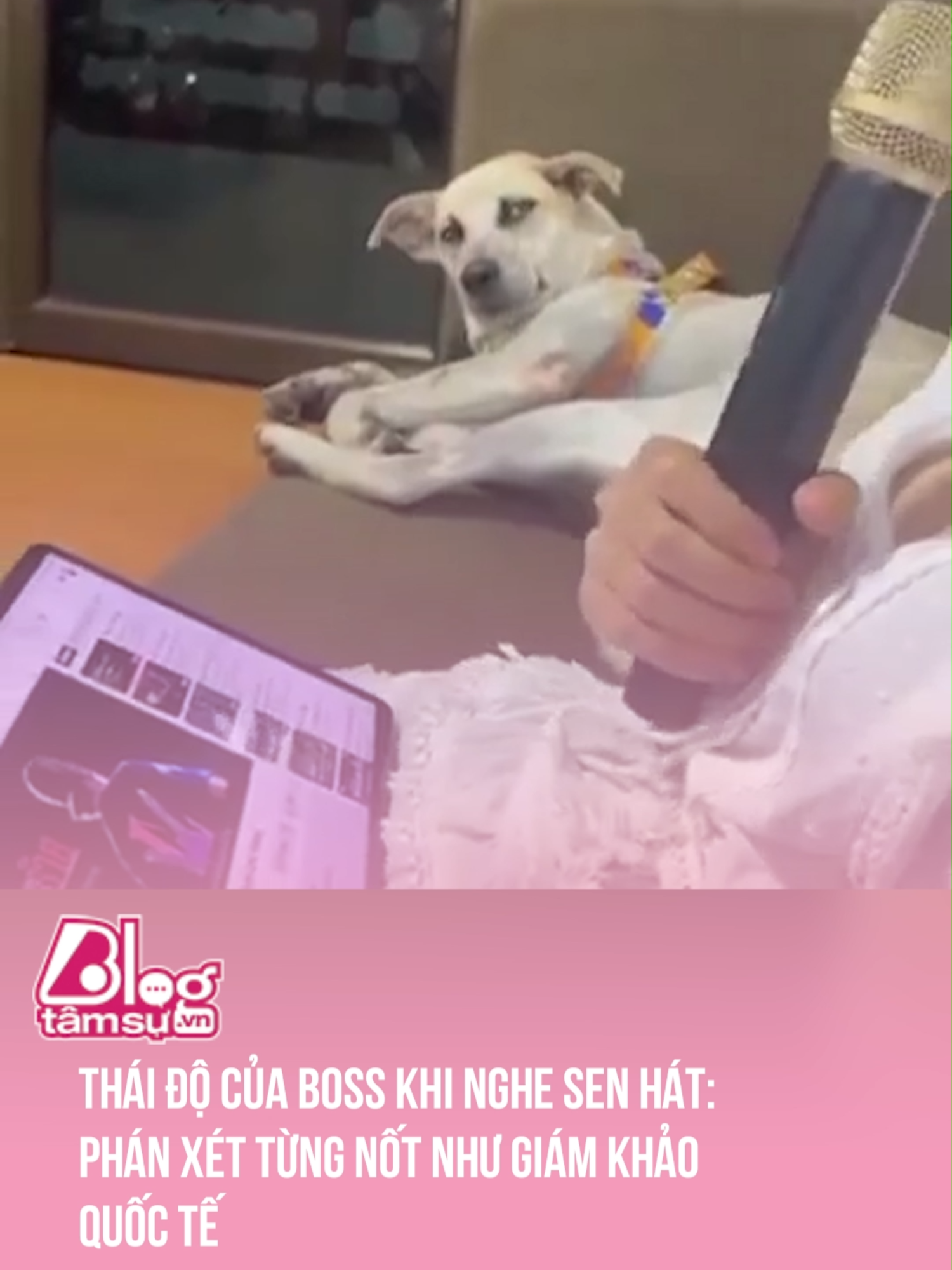 Không s:ủa gâu gâu mà chỉ có cái nhìn phán xét 🤣 #btsmedia #blogtamsu #discovery #khampha #video #viral #videoviral #trending #xuhuong #clips #facts #fact #khoanhkhac #explore #explorer #exploration #funny #funnyvideo #karaoke #dog #dogsoftiktok