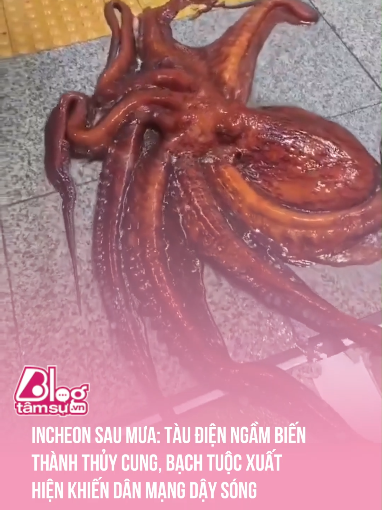 Mực sốt sa tế công thức như nào ấy các bác nhỉ 🤤 #btsmedia #blogtamsu #discovery #khampha #video #viral #videoviral #trending #xuhuong #clips #facts #fact #khoanhkhac #explore #explorer #exploration #funny #funnyvideo #octopus #seafood #incheon