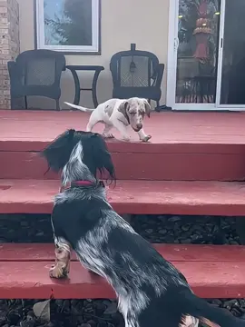 Watch This Mom Dog Parenting Win!👏🏻🐕#funny #happy #surprise #dog #dogsoftiktok #parentingwin #animals 