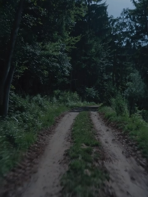 #aesthetic #vibe #nature #forest