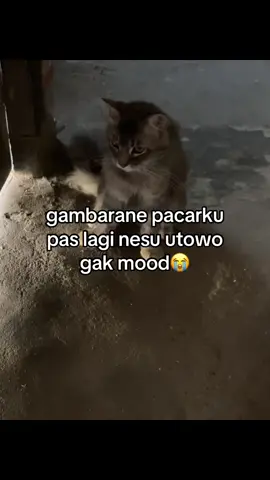 lucu njirr😭🤏@E 