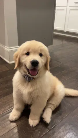Meet Beau!!! #goldenretriever #newpuppy 💛🐶