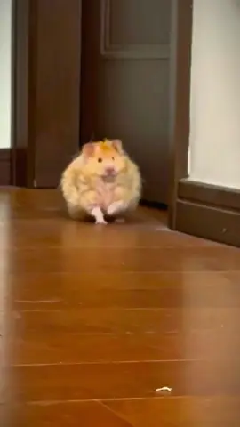 Cute mini baby hamster  #cutee #baby #hamsters #hamster #hamstergang #for #🐹 #fup #chill 