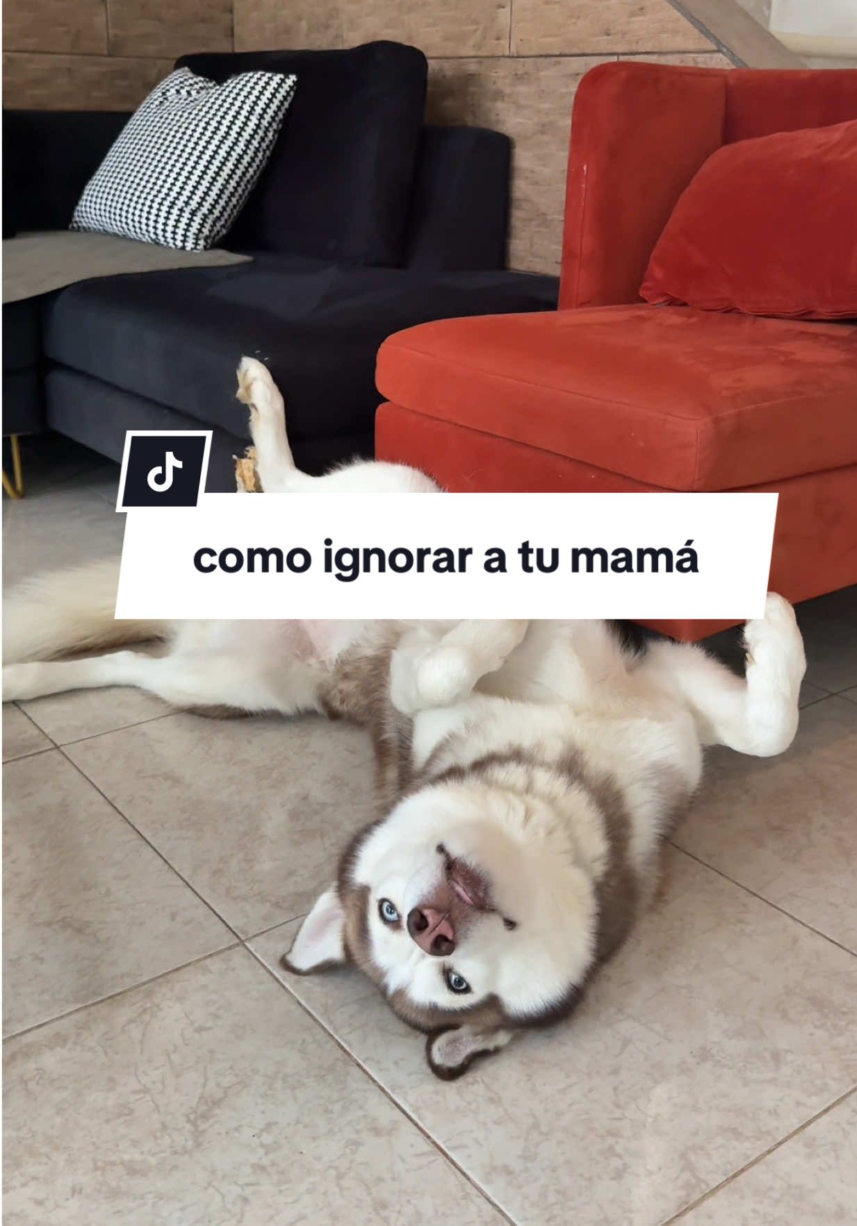 Les dejo unos tips para ignorar a sus papis 💋💅🏼 #robinypretzel #husky #siberianhusky #huskysiberiano #huskylife 