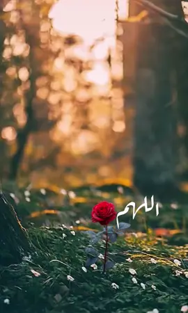 #صباحكم_معطر_بذكر_الله💚🌹🌿🌷😍🌸🙏 #اكثروا_من_الصلاة_على_نبينا_محمد #اللهم_صلي_على_نبينا_محمد #اكسبلورexplore #اكسبلورexplore 
