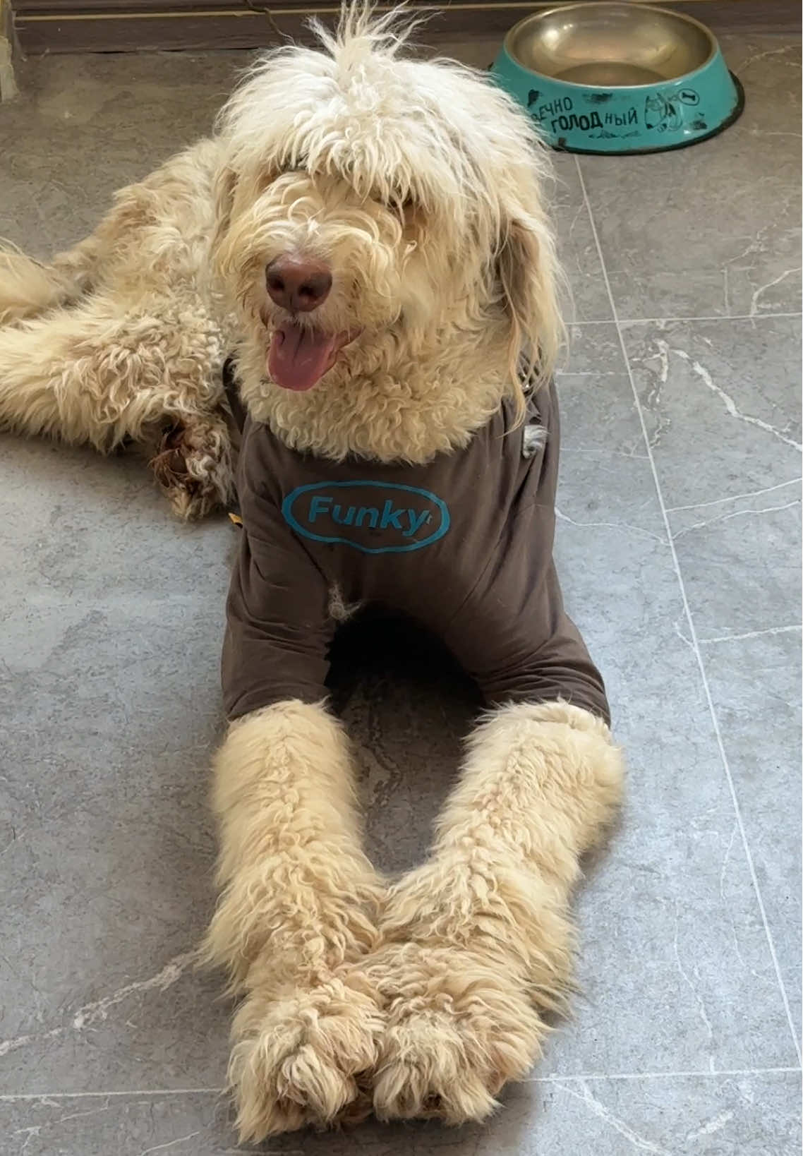 A cute big dog.#tik_tok #dog #cutedog #fyp 