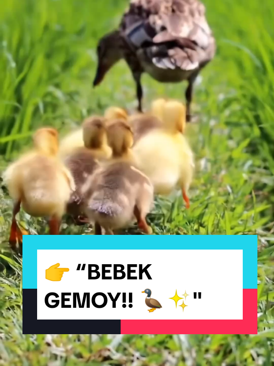 “Bebek Lucu Bikin Hari Jadi Ceria! 🦆😂✨”. #BebekLucu #HewanLucu #FunnyDuck #OmahHewan #CuteAnimals 