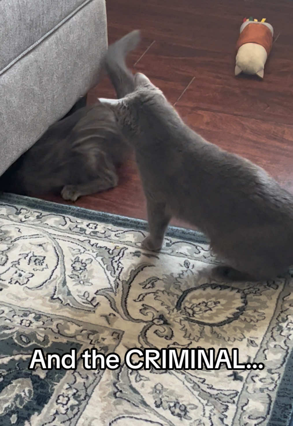 🤷‍♀️#catsoftiktok #funnycats #funnycatsoftiktok #cutecat 