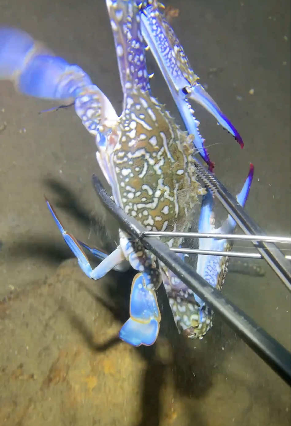Diving under the sea to catch fish