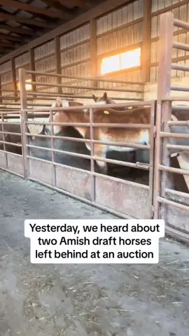 Let their journey begin. Regardless of popular opinions, helping the animal comes before industry politics. If it were YOU in that kill pen, you'd also pray that someone kind enough came along and felt your life were worth the £500. We make tough choices, but we make those choices through the lense of the horse and that is that is what we will continue to do until legislation changes.  #drafthorse #animals #animalsoftiktok #animallover #animalsanctuary #horsesoftiktok #horserescue #horsegirl #savinglives #HealingJourney #hopecore #wholesale #farmlife #farmanimals #farmtok
