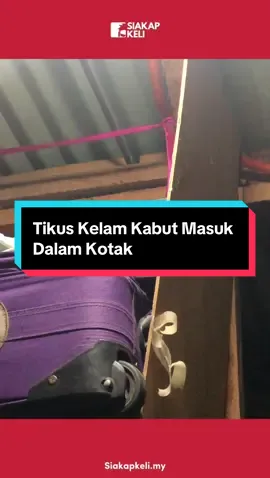 Apa yang kalut sangat ni 😂 📹 @౨ৎ•yumii  #tikus #alamak 