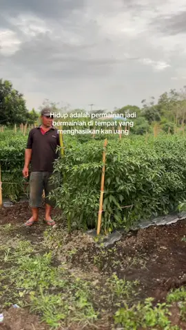 #arres #petanimuda #petanicabai #petanimandiri #storywa 