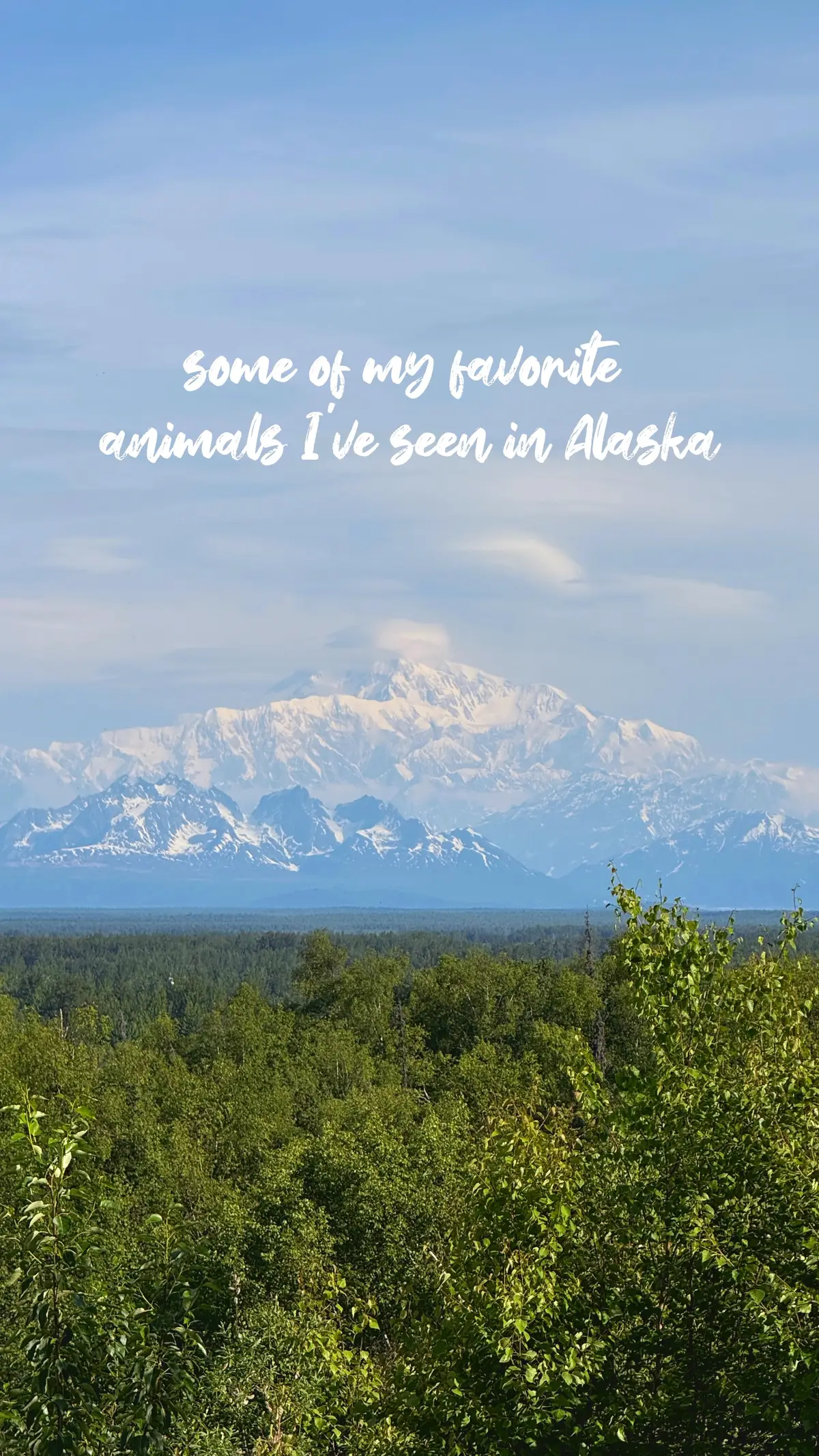 UPDATE: it is a she and her name is PEPPERONI!!!!! have you ever seen a seagull with as fat and wide of a head as this one? #alaska #seagull #animals #wildlife