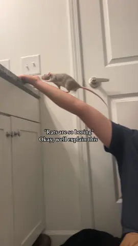 When ambition meets physics… 🐀✨ #rats #fails #funnyvideos #petrats #rattok 