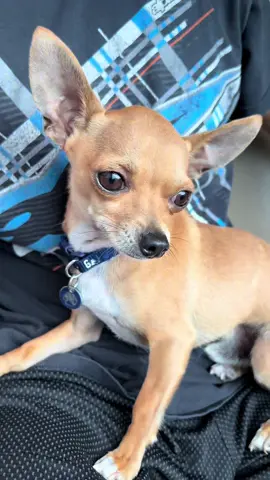 Late night Taco Bell be hitting different thank you tio raul and tia Adriana #tacobelldog #YoQuieroTacoBell #Chihuahua #TheBigThree #goodeats 