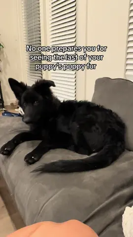 She’s growing up too fast 🥺 #blackgermanshepherdsoftiktok #puppytiktok #puppyfur #puppylife 