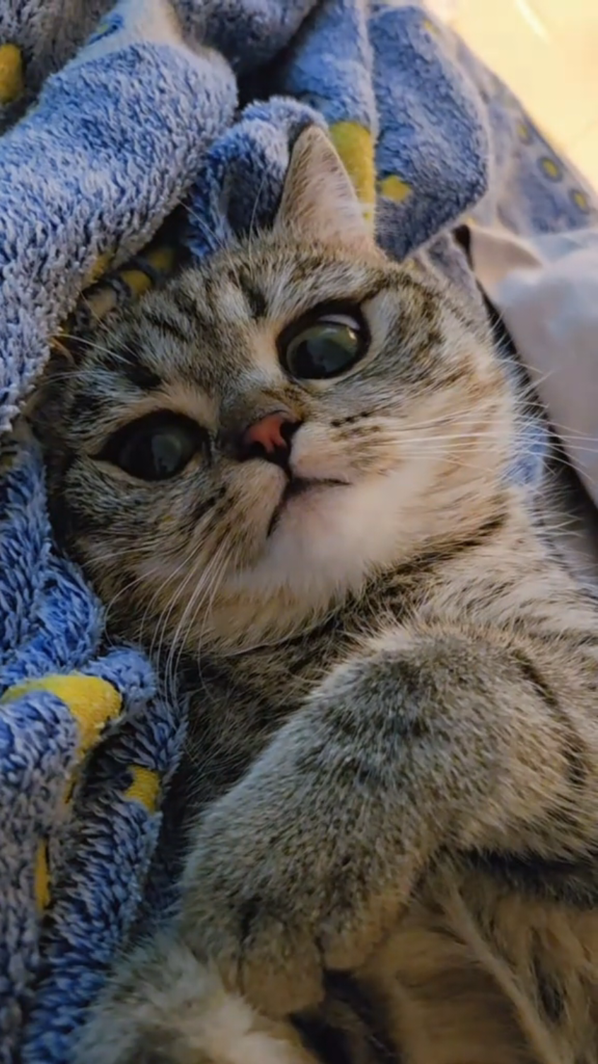 #cat