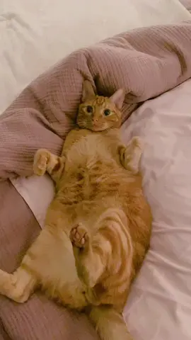 Love hate relationship with the grandcat. Follow me so I can pay for his mom’s college tuition #orangecat #cattok #catsoftiktok #cat #catgrandma
