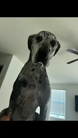 #GreatDanes #ForYourPage #Dogs #GreatDanesOfTikTok #DogsOfTikTok