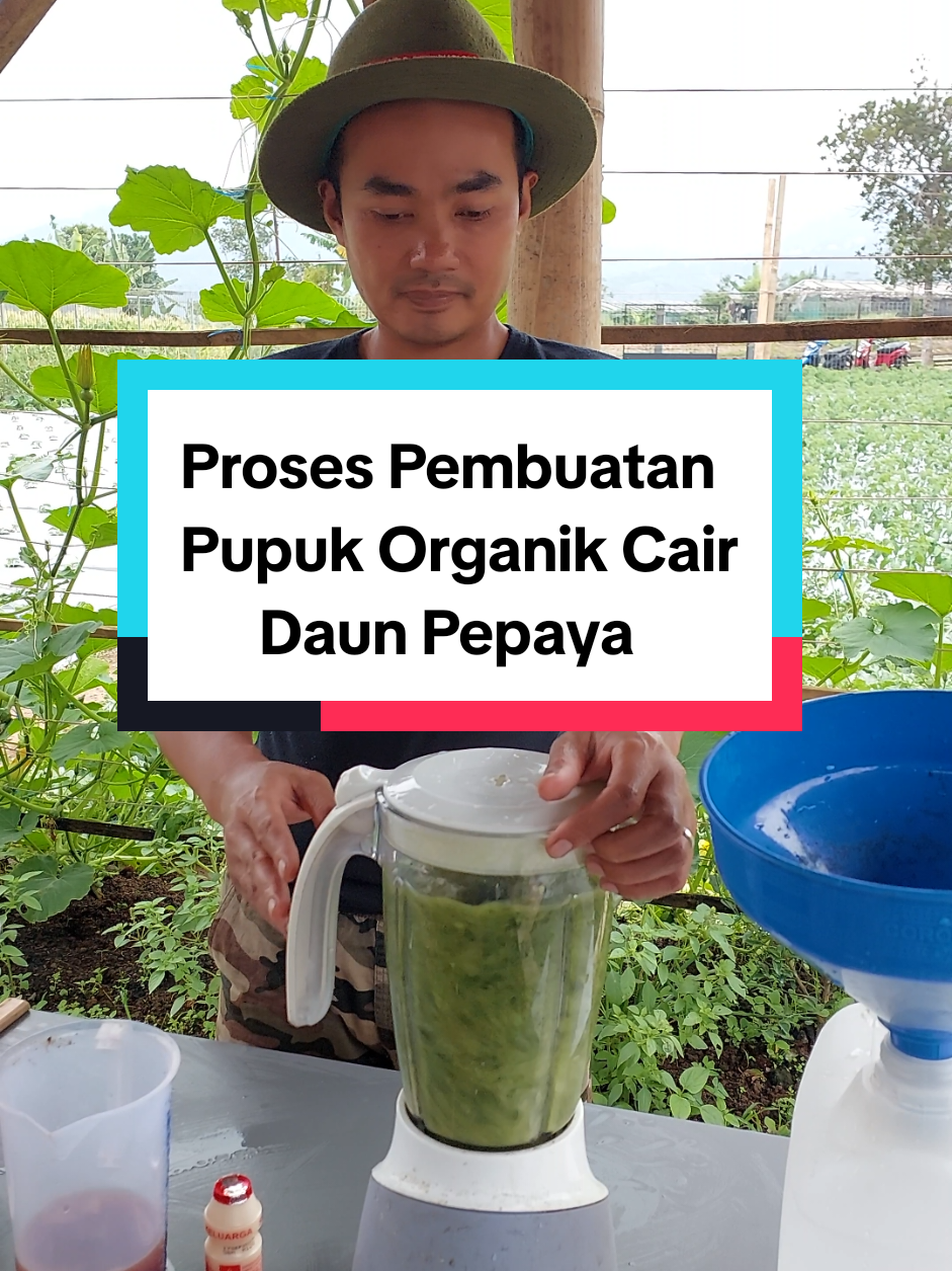 Proses Membuat Jus Daun Pepaya Bahan Pupuk Organik Cair Daun Pepaya #pepaya #pupuk #pupukorganikcair #pertanian #petaniindonesia🇮🇩🇮🇩🇮🇩🌿🌿 
